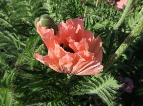 Mák východní - Papaver orientale mix