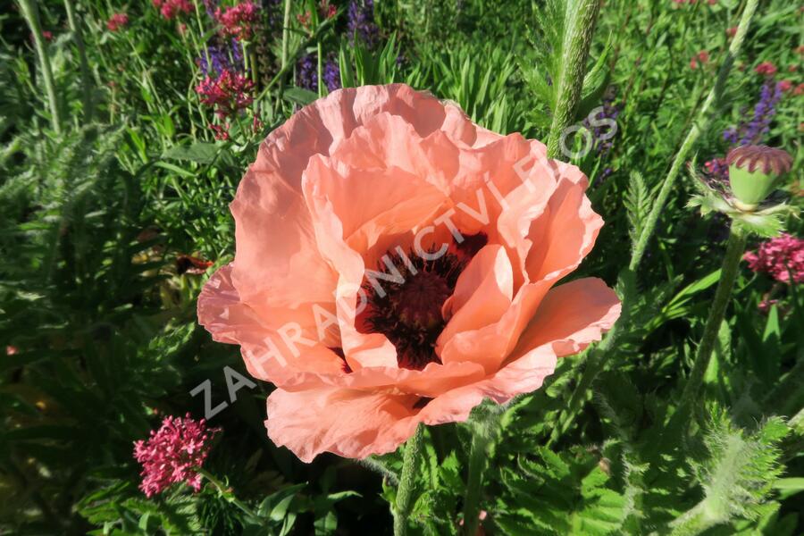 Mák východní - Papaver orientale mix