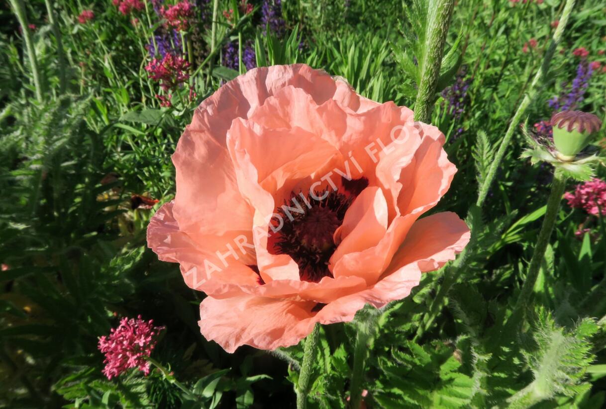 Mák východní - Papaver orientale mix