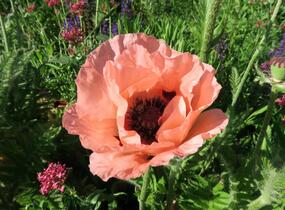 Mák východní - Papaver orientale mix