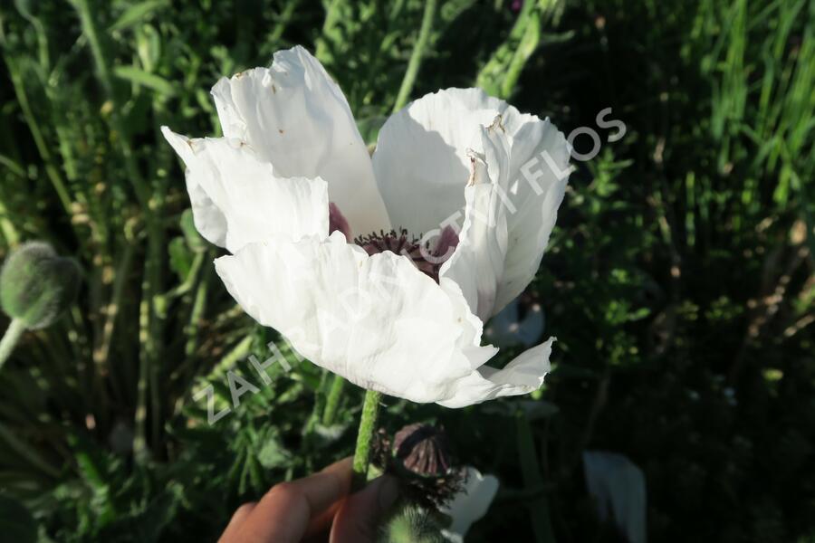 Mák východní - Papaver orientale mix
