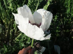 Mák východní - Papaver orientale mix