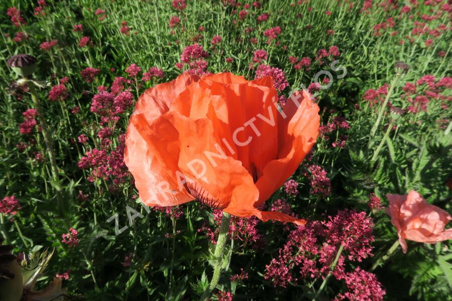 Mák východní - Papaver orientale mix