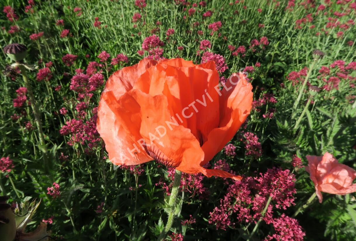 Mák východní - Papaver orientale mix