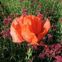 Mák východní - Papaver orientale mix