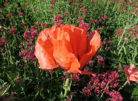 Mák východní - Papaver orientale mix