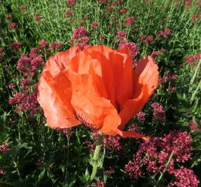 Mák východní - Papaver orientale mix