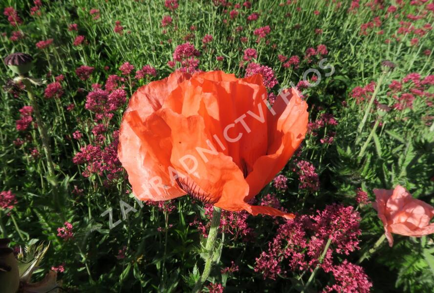Mák východní - Papaver orientale mix