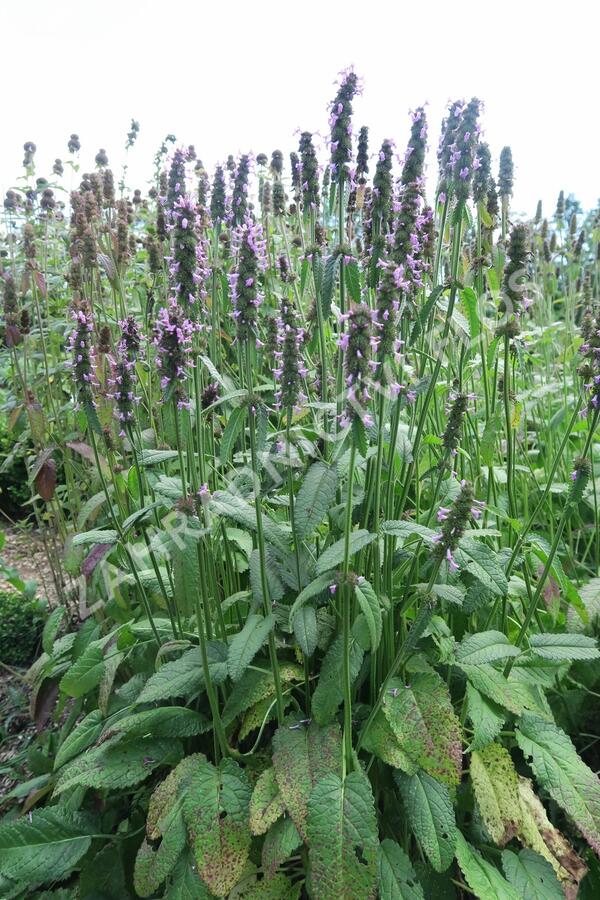 Čistec, bukvice lékařská - Stachys (Betonica) officinalis