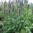 Bukvice lékařská - Stachys (Betonica) officinalis