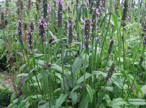 Čistec, bukvice lékařská - Stachys (Betonica) officinalis