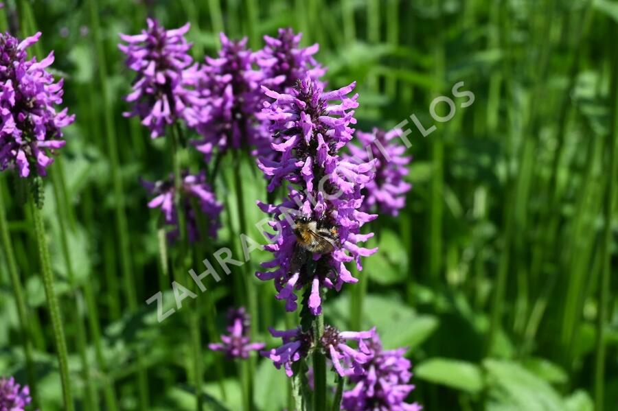 Čistec, bukvice lékařská - Stachys (Betonica) officinalis