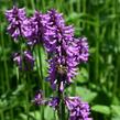 Bukvice lékařská - Stachys (Betonica) officinalis