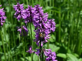 Čistec, bukvice lékařská - Stachys (Betonica) officinalis