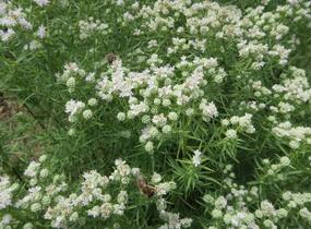 Americká horská máta - Pycnanthemum tenuifolium
