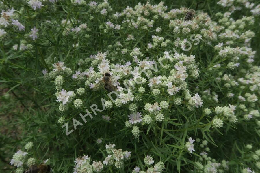 Americká horská máta - Pycnanthemum tenuifolium