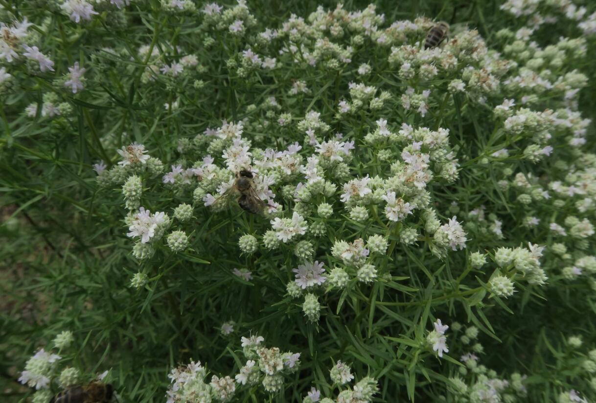 Americká horská máta - Pycnanthemum tenuifolium