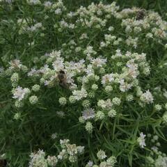 Americká horská máta - Pycnanthemum tenuifolium