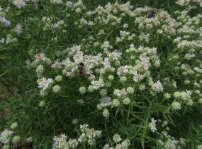 Americká horská máta - Pycnanthemum tenuifolium
