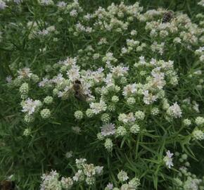 Americká horská máta