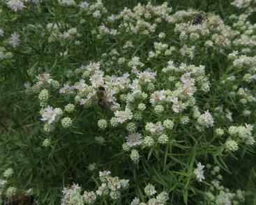 Americká horská máta