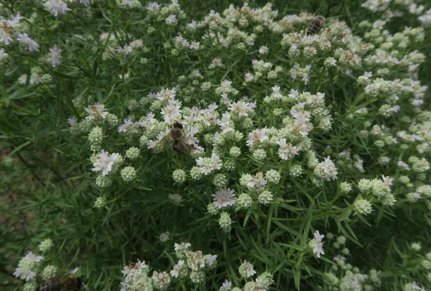 Americká horská máta - Pycnanthemum tenuifolium