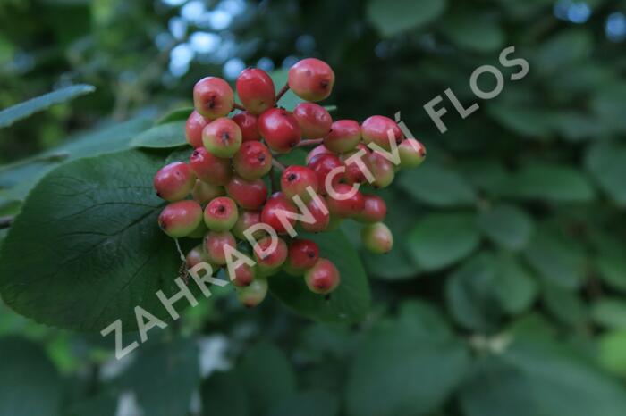 Kalina tušalaj - Viburnum lantana