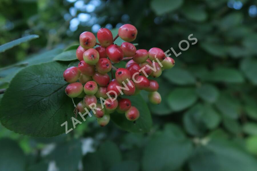 Kalina tušalaj - Viburnum lantana