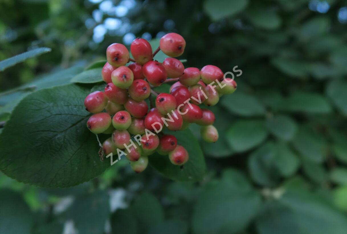 Kalina tušalaj - Viburnum lantana