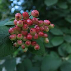 Kalina tušalaj - Viburnum lantana