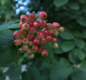 Kalina tušalaj - Viburnum lantana