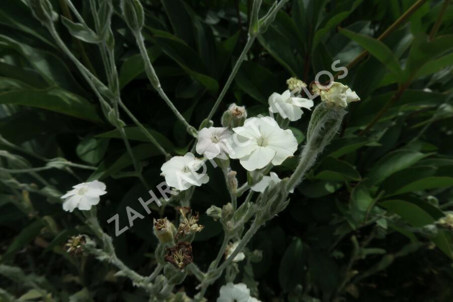 Kohoutek věncový 'Alba' - Lychnis coronaria 'Alba'