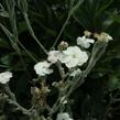 Kohoutek věncový 'Alba' - Lychnis coronaria 'Alba'