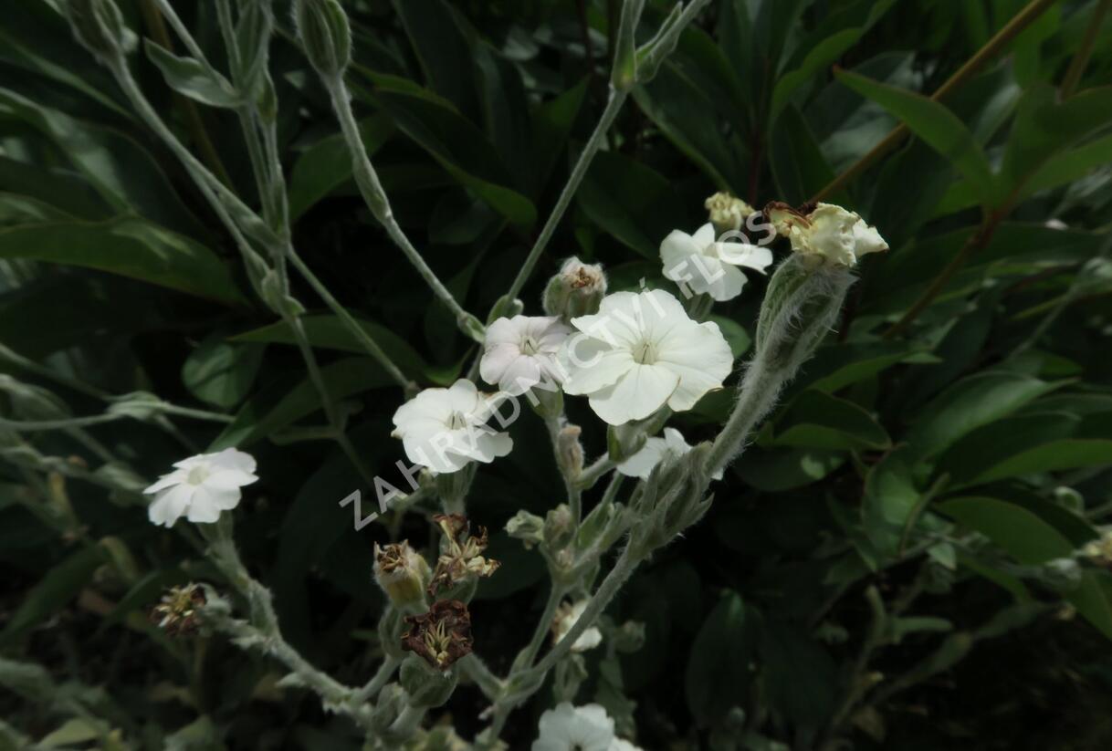 Kohoutek věncový 'Alba' - Lychnis coronaria 'Alba'