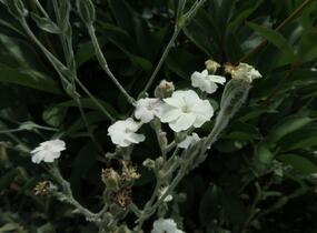 Kohoutek věncový 'Alba' - Lychnis coronaria 'Alba'