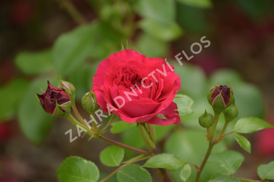 Růže mnohokvětá Meilland 'Red Leonardo da Vinci' - Rosa MK 'Red Leonardo da Vinci'