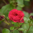 Růže mnohokvětá Meilland 'Red Leonardo da Vinci' - Rosa MK 'Red Leonardo da Vinci'