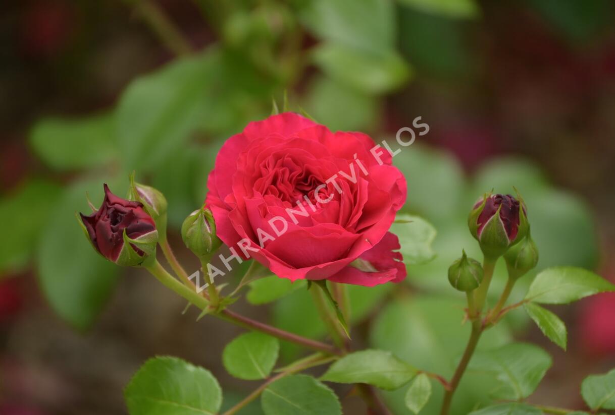 Růže mnohokvětá Meilland 'Red Leonardo da Vinci' - Rosa MK 'Red Leonardo da Vinci'
