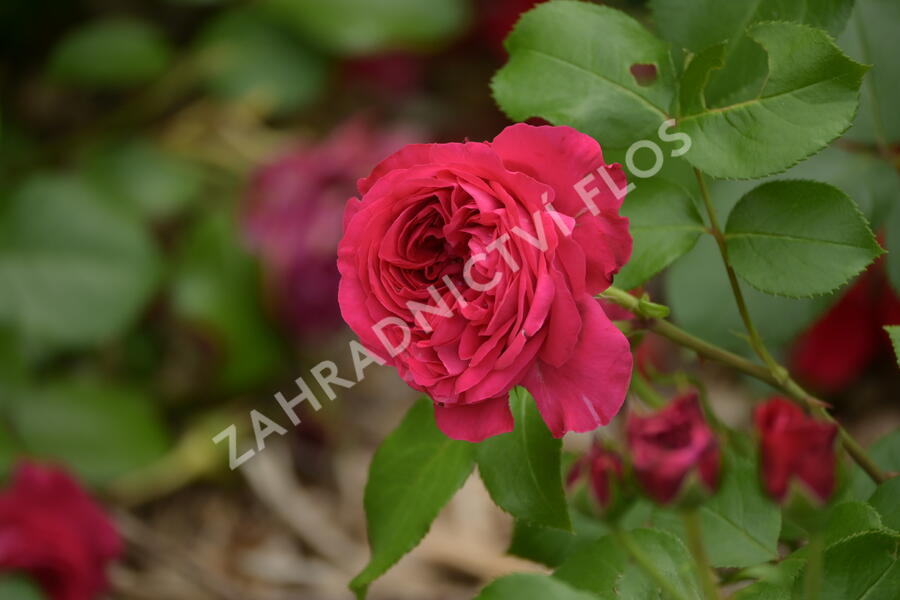 Růže mnohokvětá Meilland 'Red Leonardo da Vinci' - Rosa MK 'Red Leonardo da Vinci'