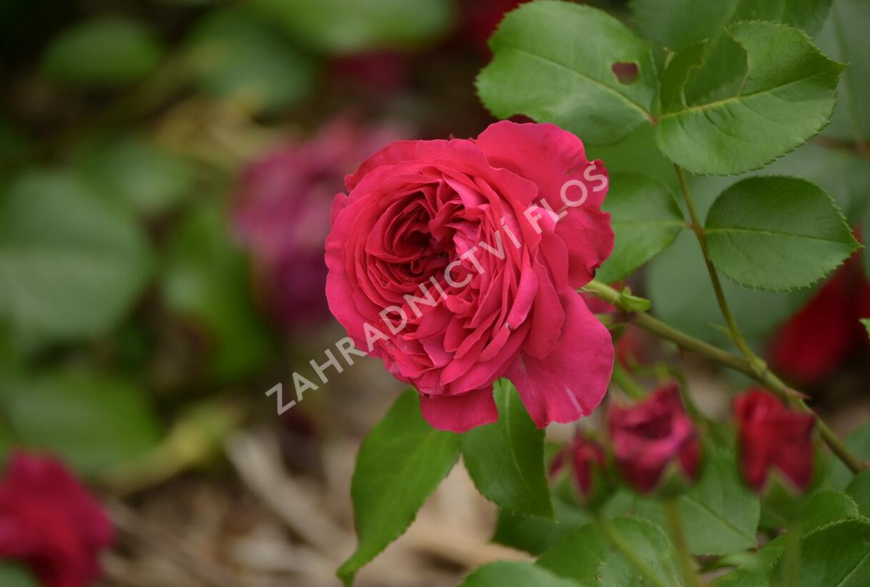 Růže mnohokvětá Meilland 'Red Leonardo da Vinci' - Rosa MK 'Red Leonardo da Vinci'