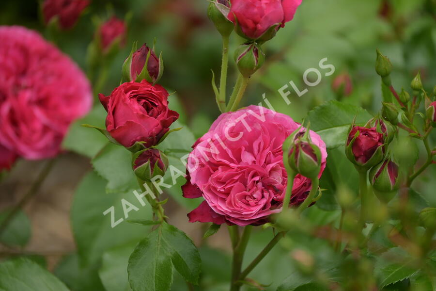 Růže mnohokvětá Meilland 'Red Leonardo da Vinci' - Rosa MK 'Red Leonardo da Vinci'