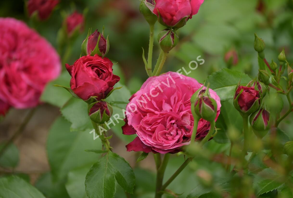 Růže mnohokvětá Meilland 'Red Leonardo da Vinci' - Rosa MK 'Red Leonardo da Vinci'