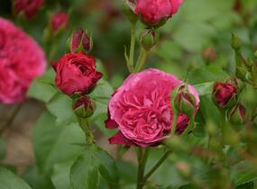 Růže mnohokvětá Meilland 'Red Leonardo da Vinci' - Rosa MK 'Red Leonardo da Vinci'