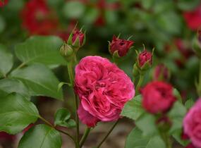 Růže mnohokvětá Meilland 'Red Leonardo da Vinci' - Rosa MK 'Red Leonardo da Vinci'
