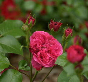 Růže mnohokvětá Meilland 'Red Leonardo da Vinci' - Rosa MK 'Red Leonardo da Vinci'