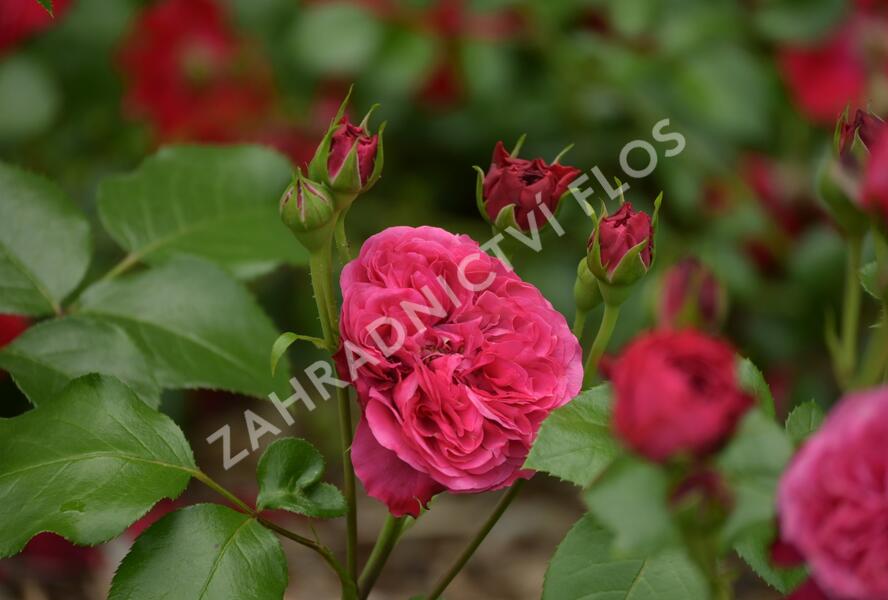 Růže mnohokvětá Meilland 'Red Leonardo da Vinci' - Rosa MK 'Red Leonardo da Vinci'