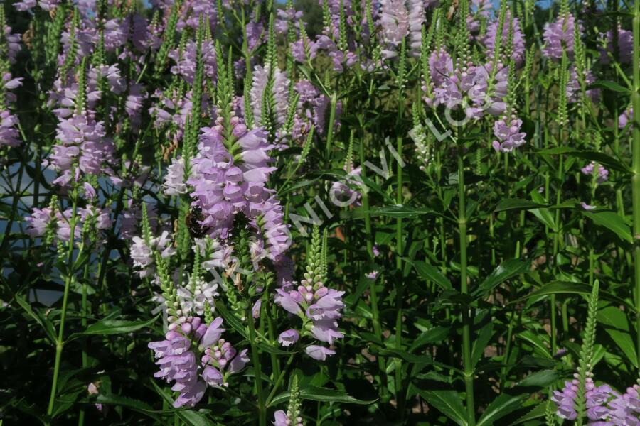Včelník virginský 'Rosea' - Physostegia virginiana 'Rosea'