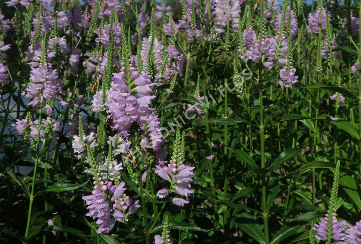 Včelník virginský 'Rosea' - Physostegia virginiana 'Rosea'