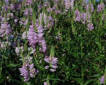 Včelník virginský 'Rosea'