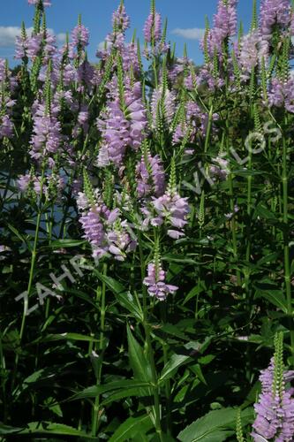 Včelník virginský 'Rosea' - Physostegia virginiana 'Rosea'